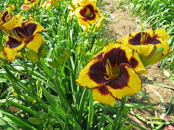 Sun Panda clump