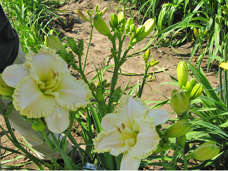 Alpine Junction clump