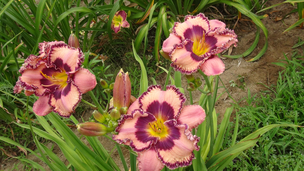 Breeder's Crown