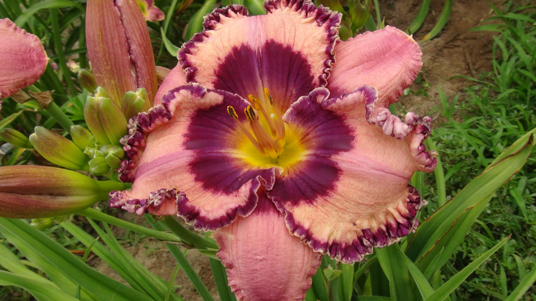 Breeder's Crown