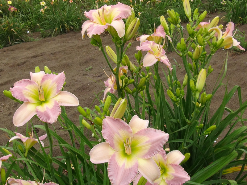 Brooklyn clump