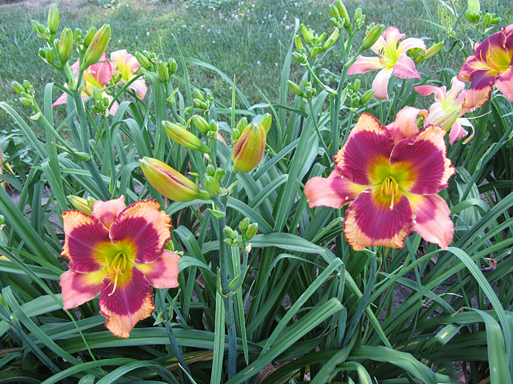 Carol Jean Pardoe clump