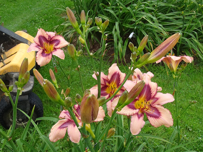 Cavorting clump