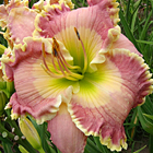 Devonshire Lass