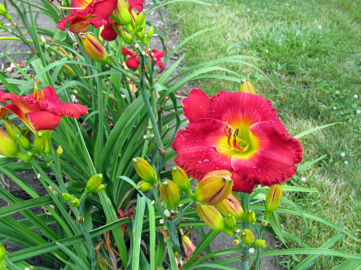 Edna Crumback clump