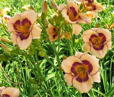 Eyepod clump