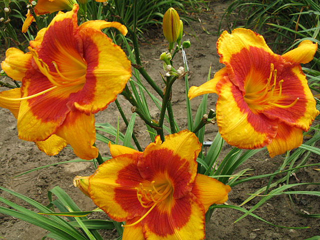 Flaming Page