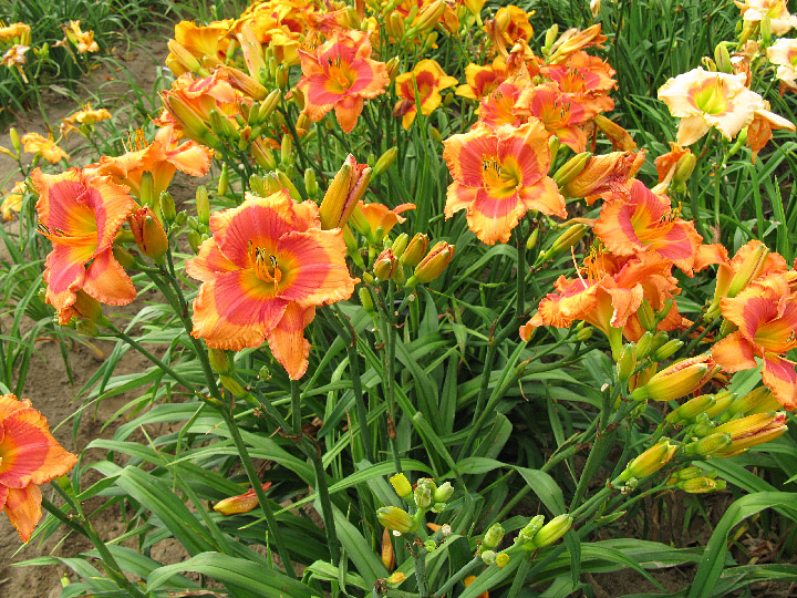 Flamingo Carousel clump