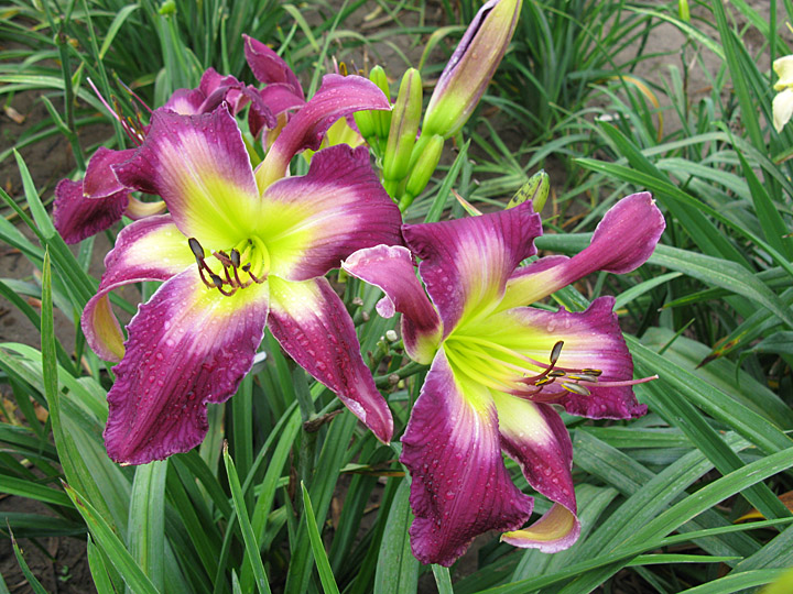 Harmony Road clump