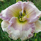 Irma Evelyn