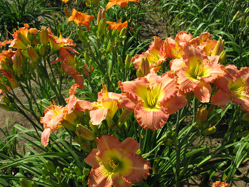 Nellie McKerlie clump