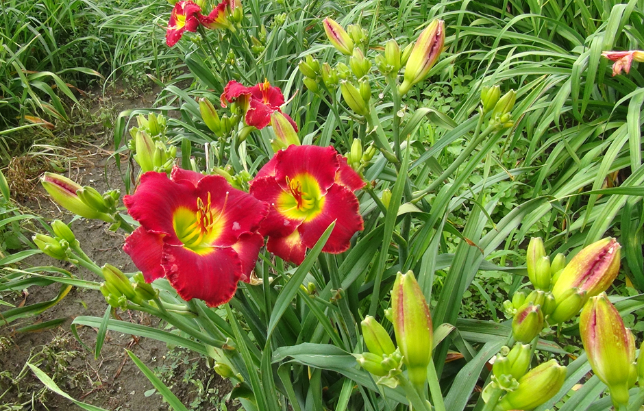 Red Morning clump