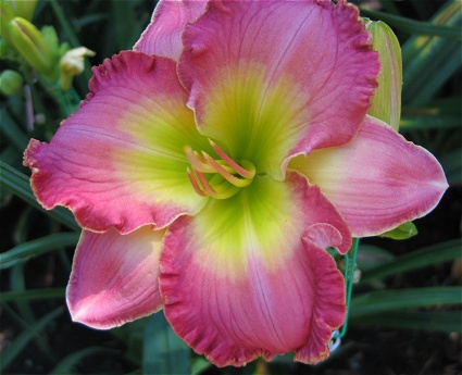 Rose Electra